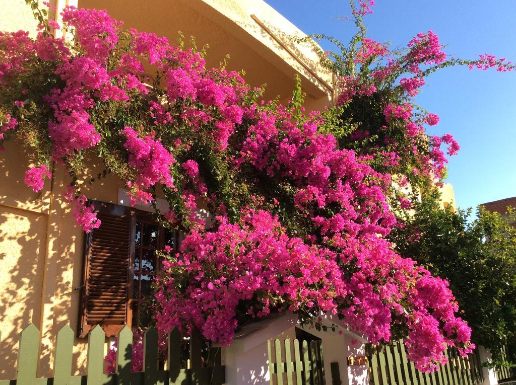 Eriketi Studios Agia Marina (Aegina) Exterior foto